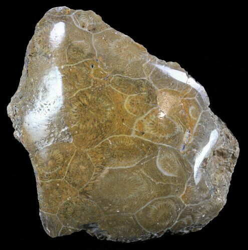 Polished Fossil Coral - Morocco #60062